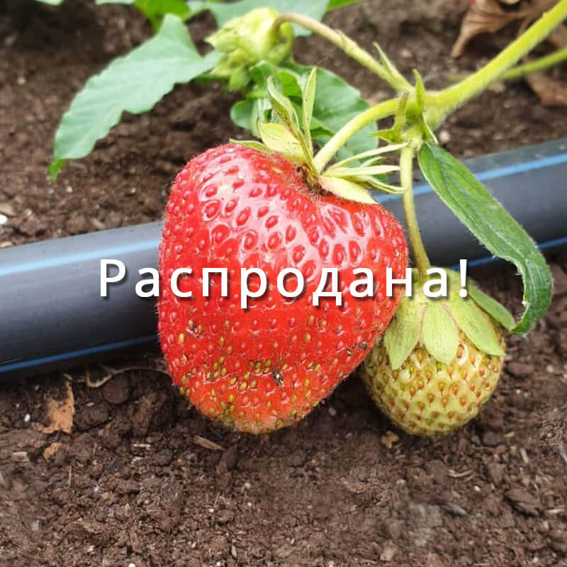 Клубника Магнус