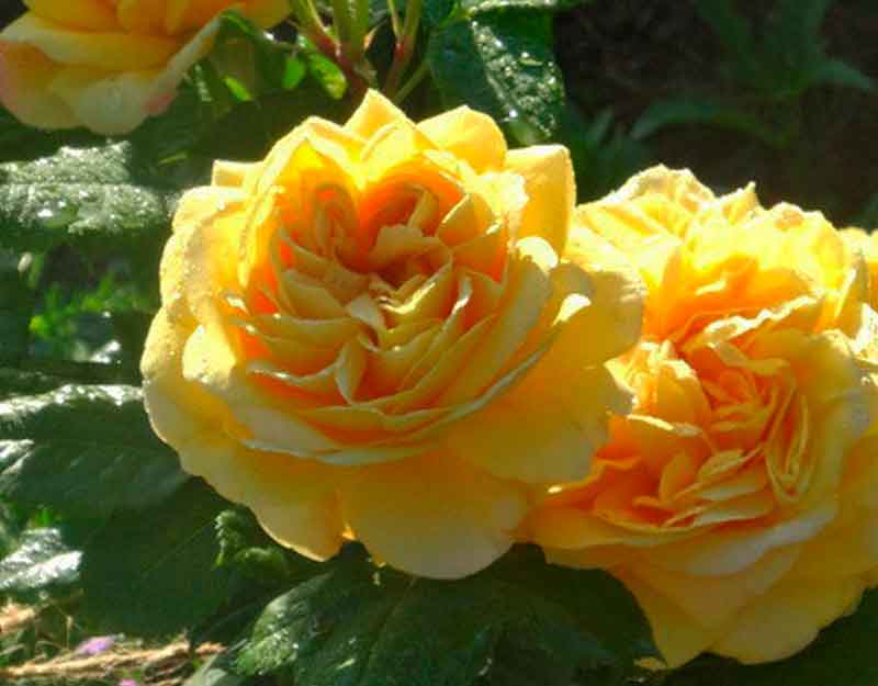 Роза шраб Сан Иде Жардин (100 Idees Jardin) — изображение 2