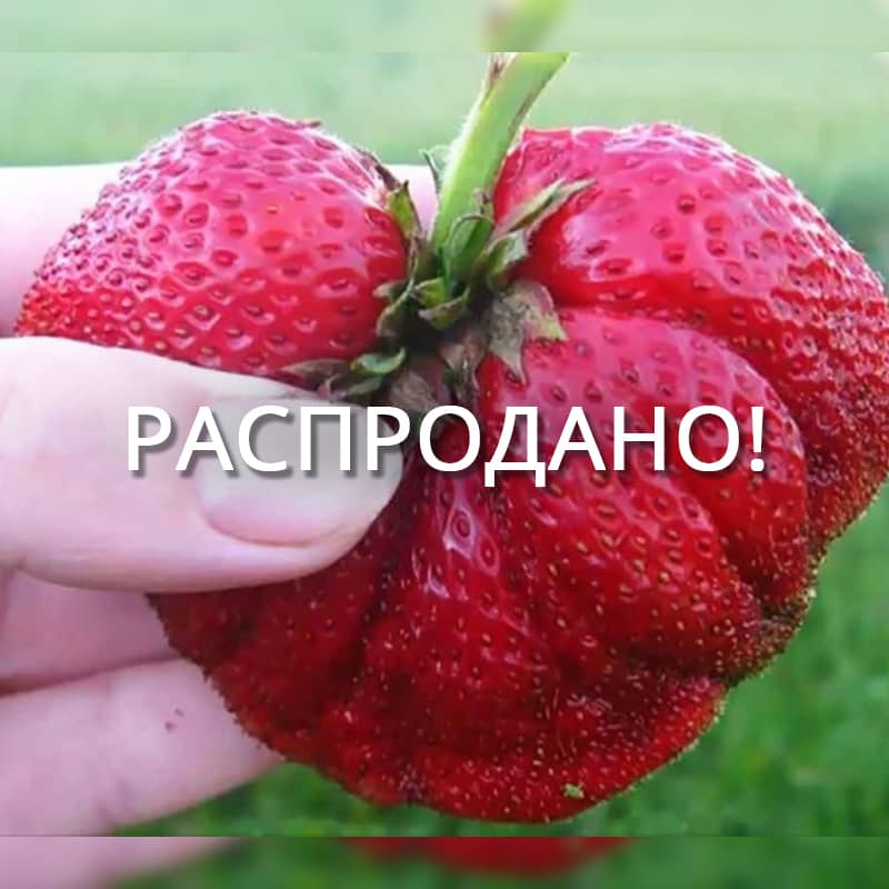 Клубника Викода