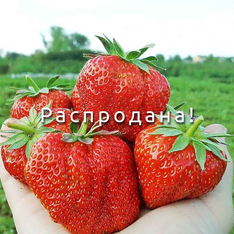 Клубника Эльвира