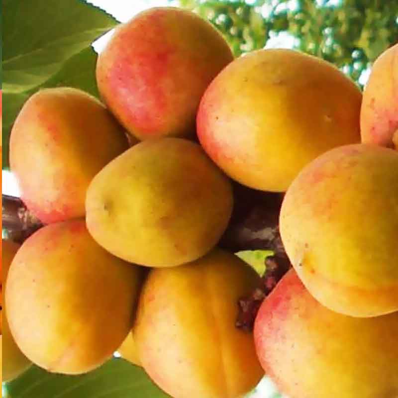 Абрикос Минусинский янтарь (3-летний)