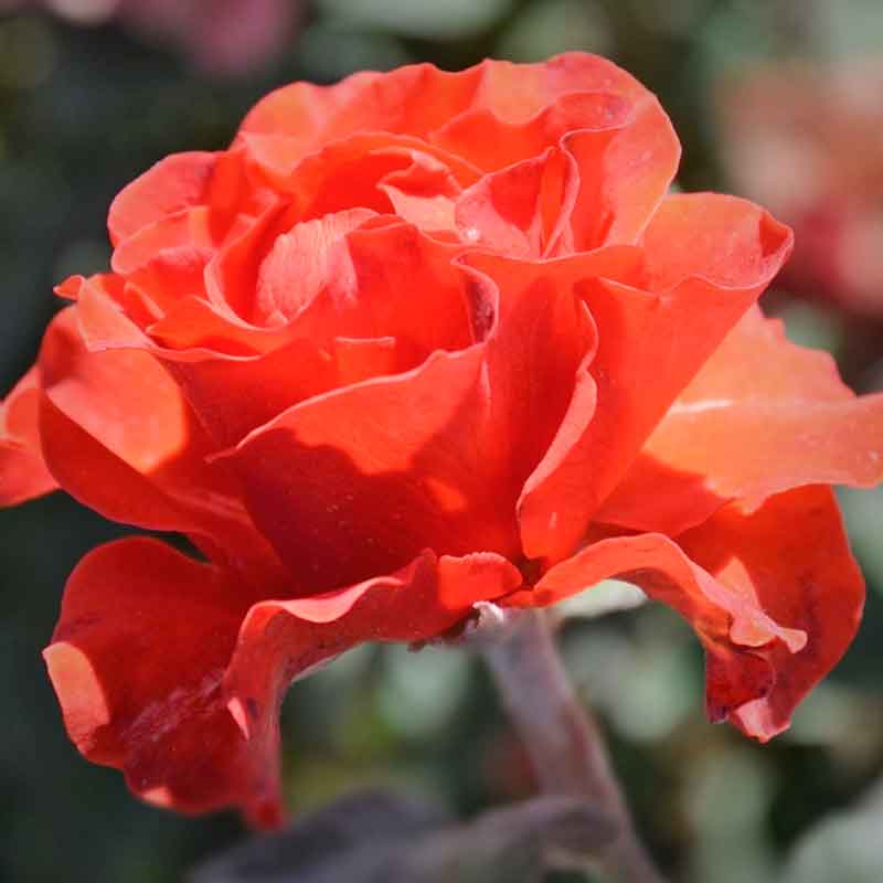 Роза грандифлора Озо (Ozo)
