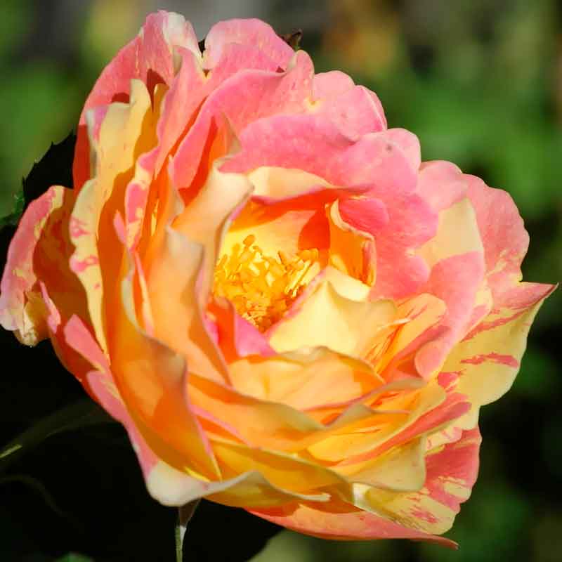 Роза флорибунда Роз де Цистерсьен (Rose des Cisterciens) — изображение 2