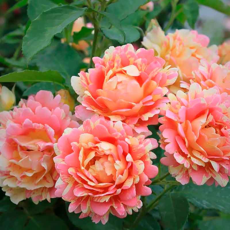 Роза флорибунда Роз де Цистерсьен (Rose des Cisterciens)
