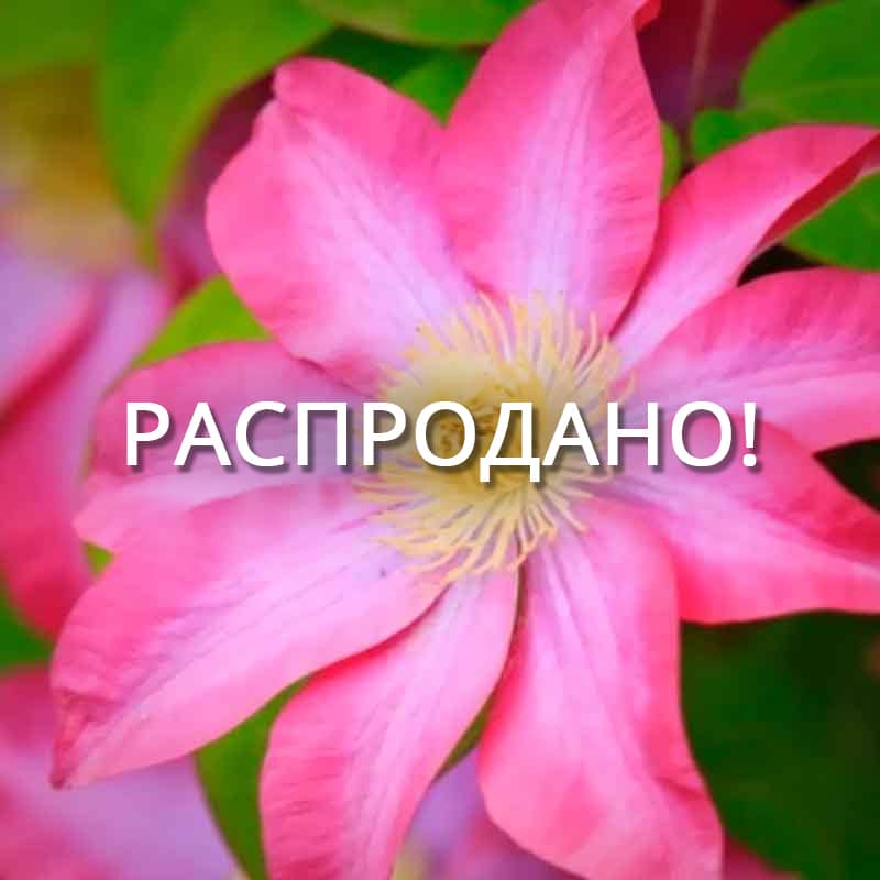 Клематис Асао (Asao)
