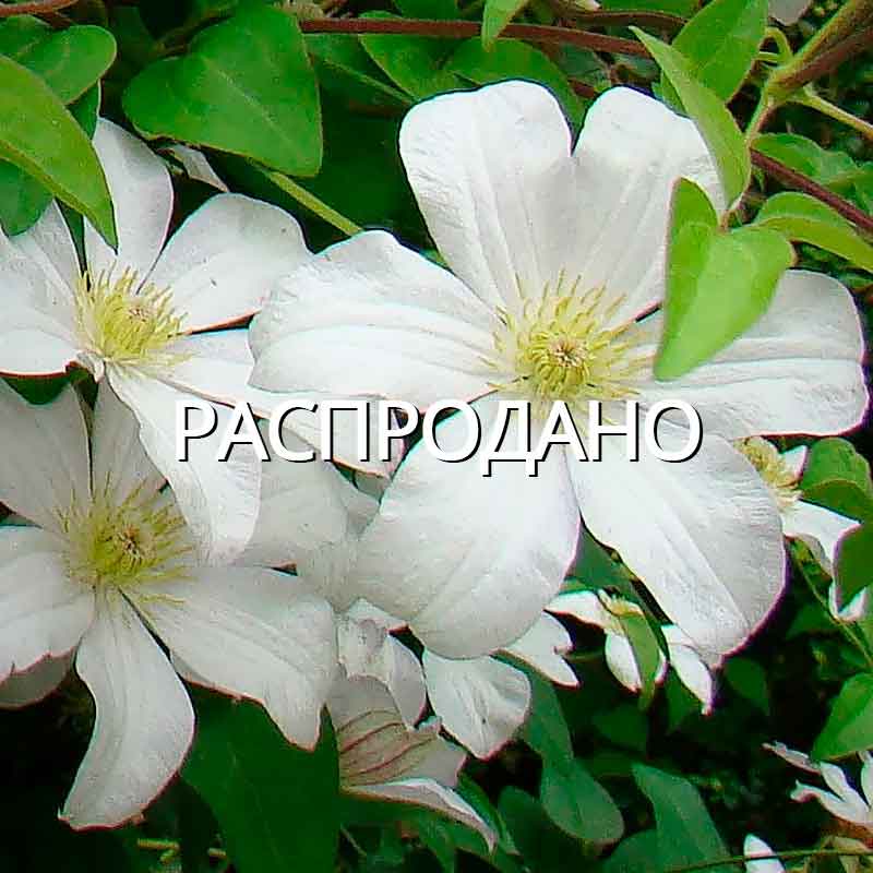 Клематис Генри (Henryi)