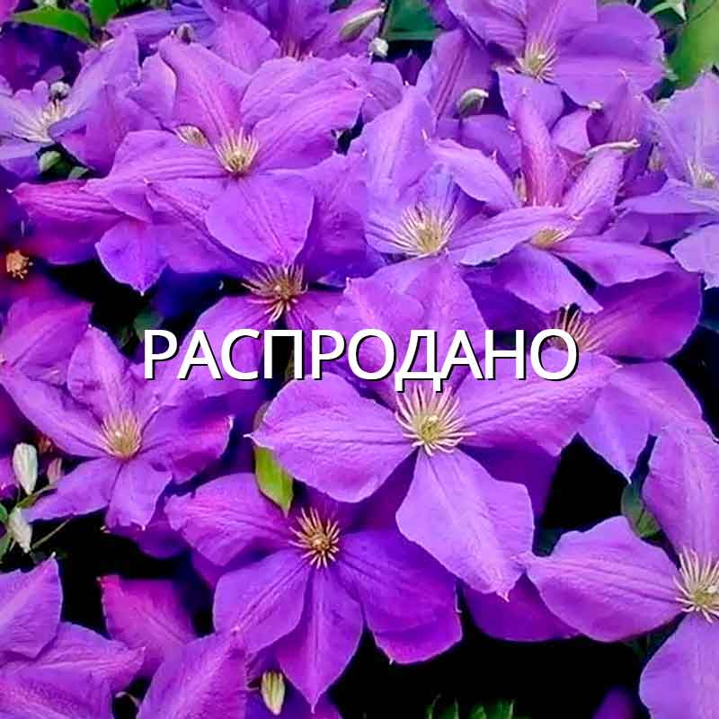 Клематис Жакмана