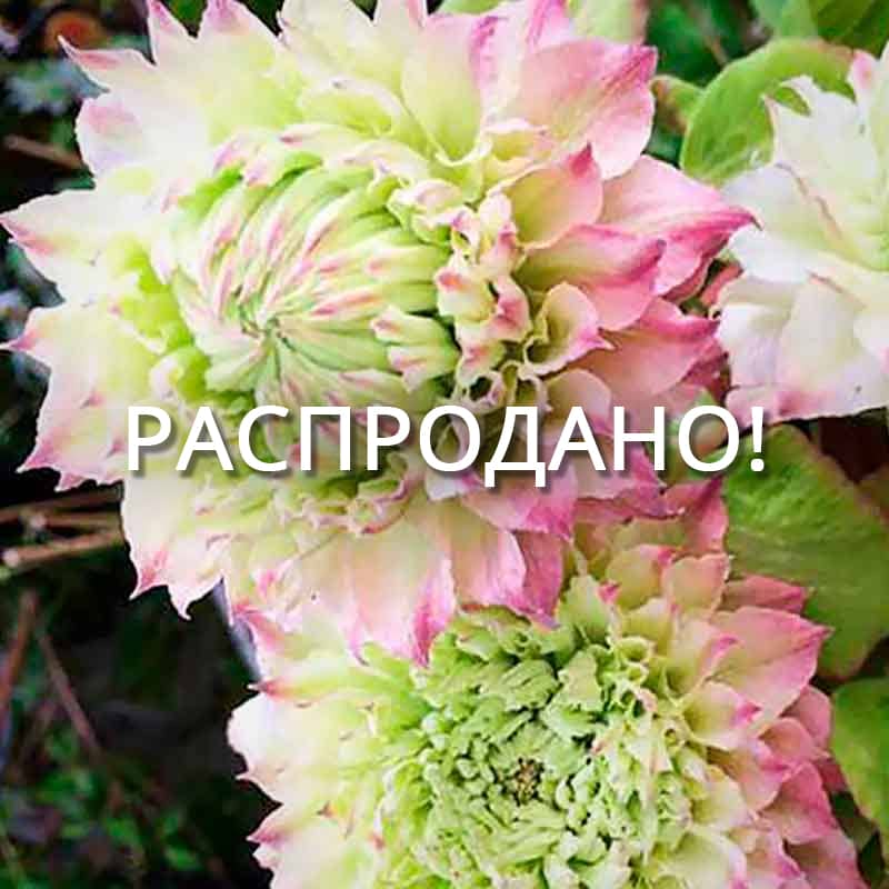 Клематис Мидори (Midori)