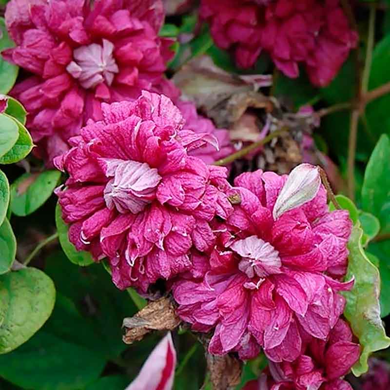Клематис Пурпуреа Плена Элеганс (Purpurea Plena Elegans)