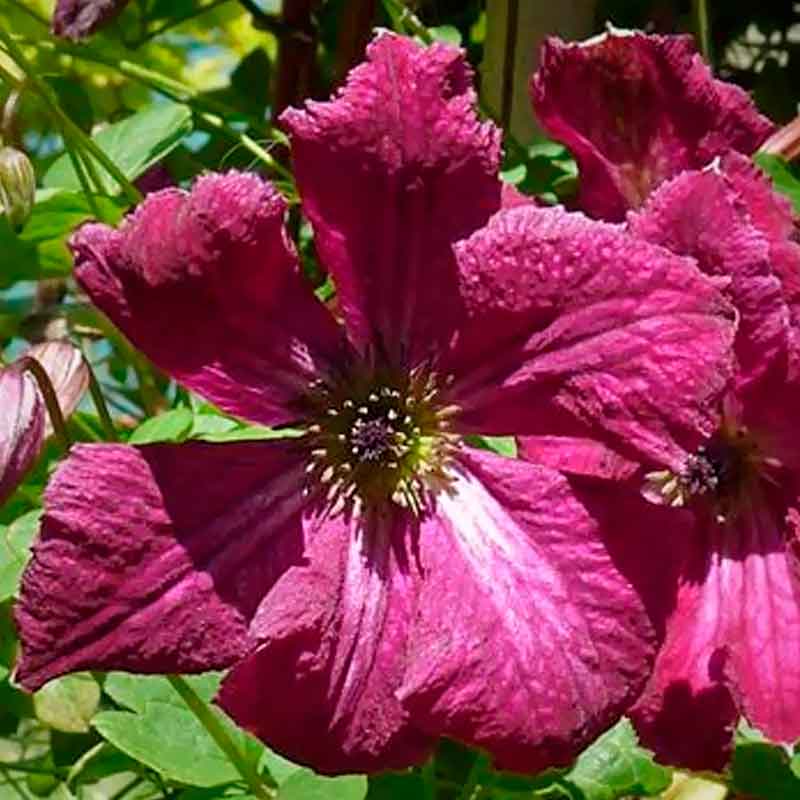 Клематис Рубра (Rubra)