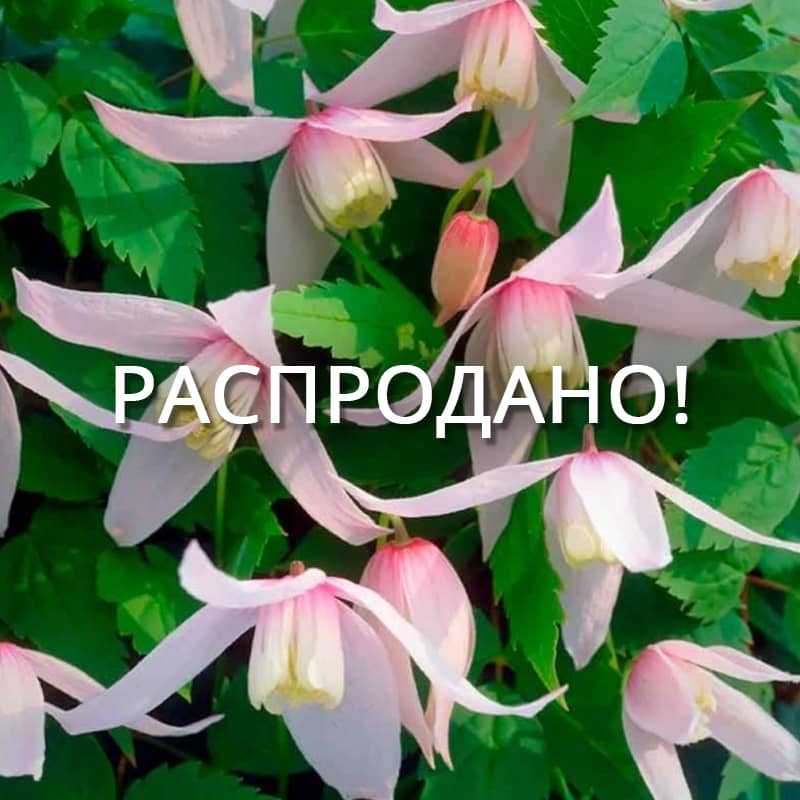 Клематис Вилли (Willy)