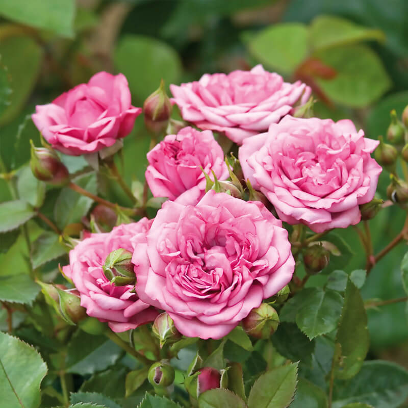 Роза миниатюрная Лавендер Джевел (Lavender Jewel)
