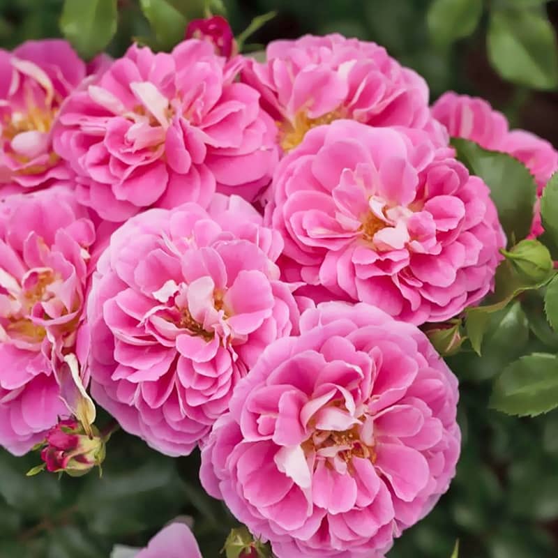 Роза почвопокровная Лавли Пинк (Lovely Pink)