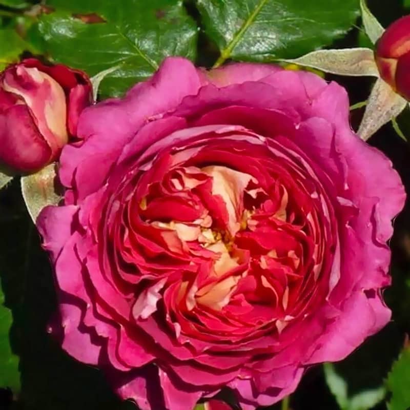 Роза кустовая (шраб) Сантенер де Л`ей-ле (Centenaire de l'Hay-les-roses)