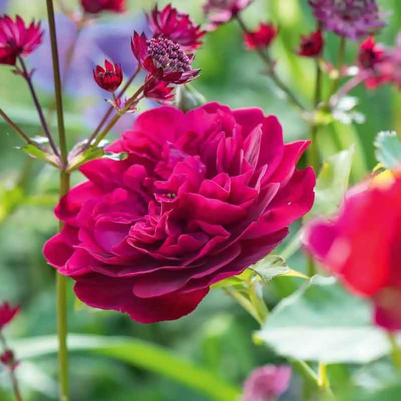 Роза английская шрабовая Дарси Бассел (Darcey Bussell) — изображение 2