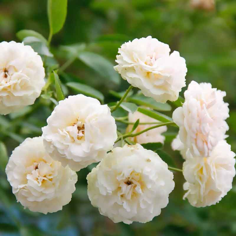 Роза миниатюрная Сноу Мейландина (Snow Meillandina)