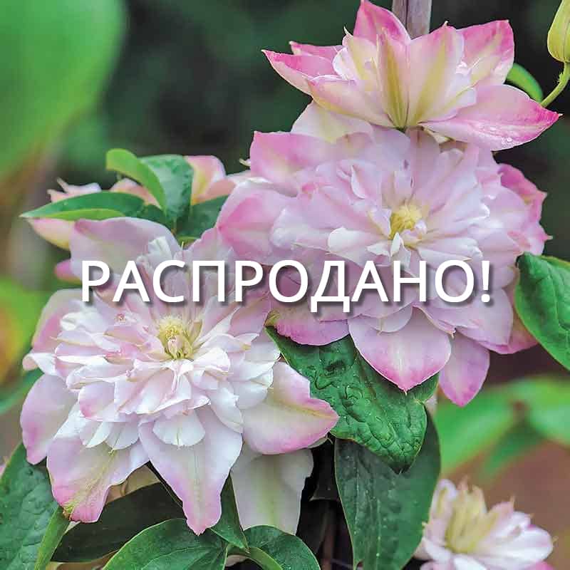 Клематис Инносент Блаш (Innocent Blush)