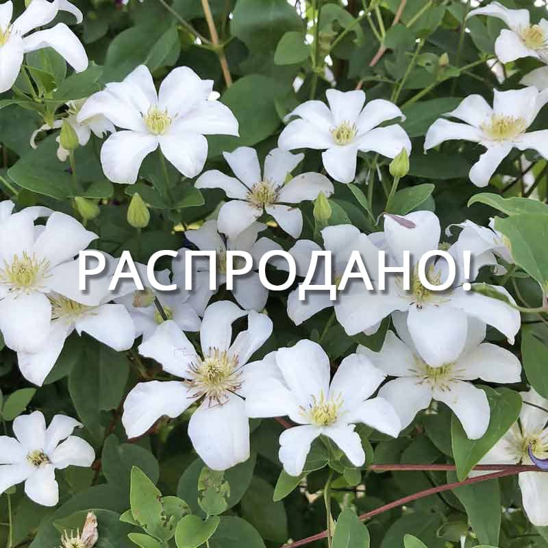 Клематис Хулдайн (Huldine)
